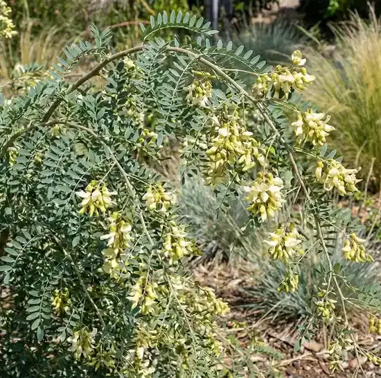 Sophora 'Hilsop'