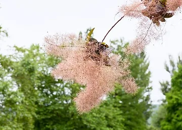 Arbre à perruque