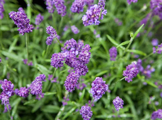 Lavande 'Anna'