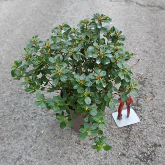 Azalée japonaise 'Hino crimson rouge'