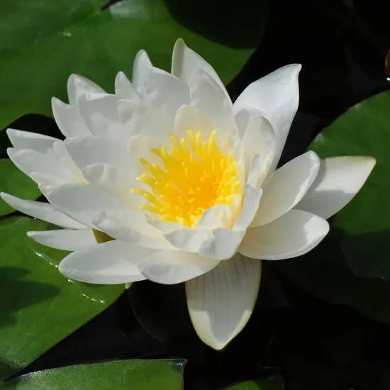 Nénuphar 'Marliacea albida'