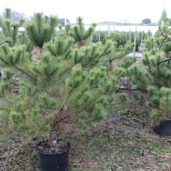 Pin noir 'Austriaca'