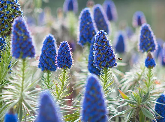 Echium Blanc ou vipérine