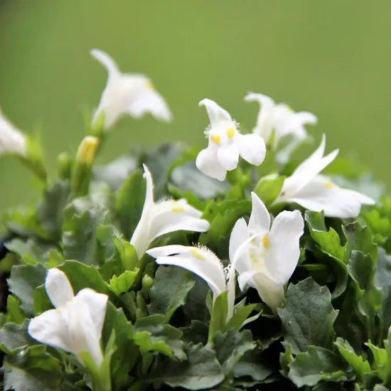 Mazus 'Albus'