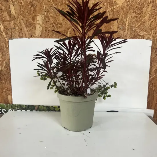 Euphorbe 'Miners merlot'