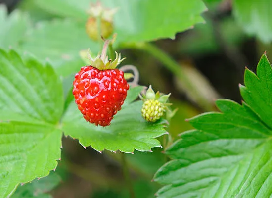 Fraisier 'Reine des vallees'
