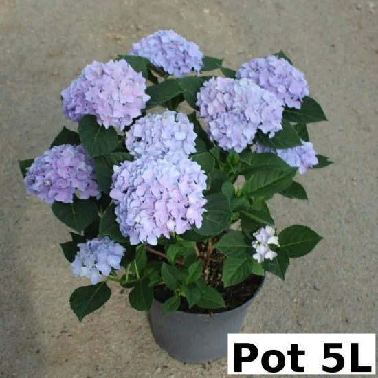 Hortensia 'Renate steiniger bleu'