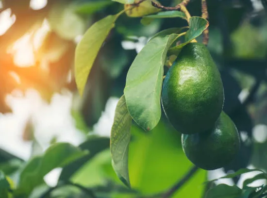Avocatier