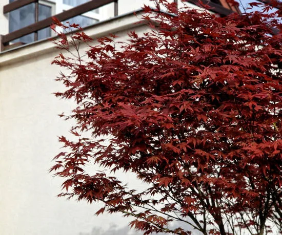 Érable du japon 'Bloodgood rouge'