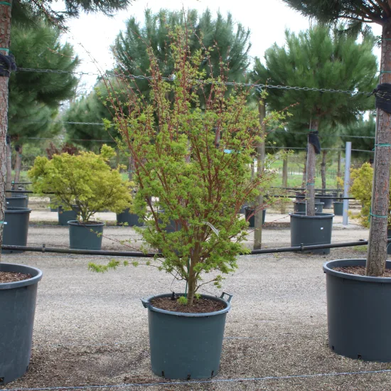 Érable du japon 'Sango kaku vert'