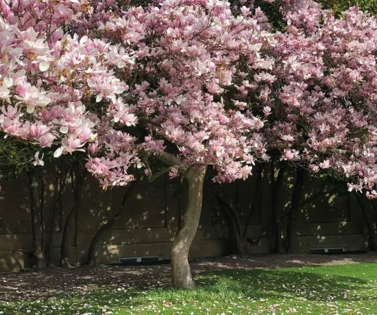Magnolia de soulange