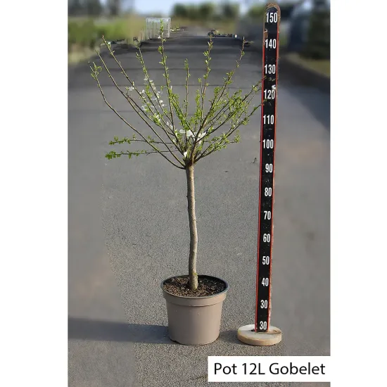 Pluot 'Cot n'candy'