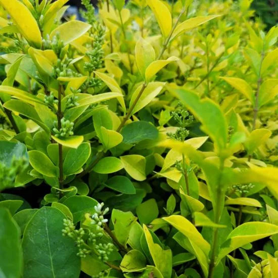 Troène de chine 'Lemon and lime'