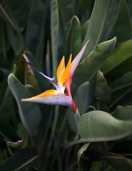 Oiseau de Paradis