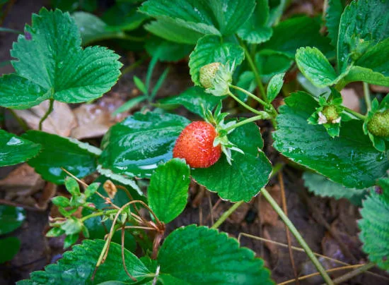 Fraisier 'Belle bourbonnaise'