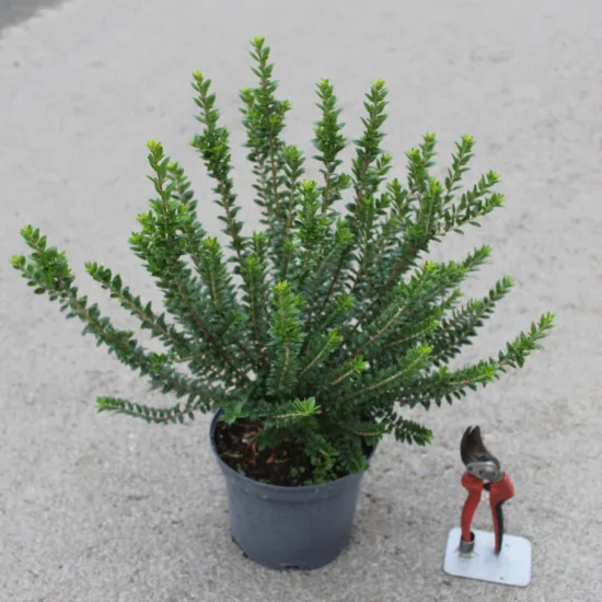 Myrte 'Tarentina'
