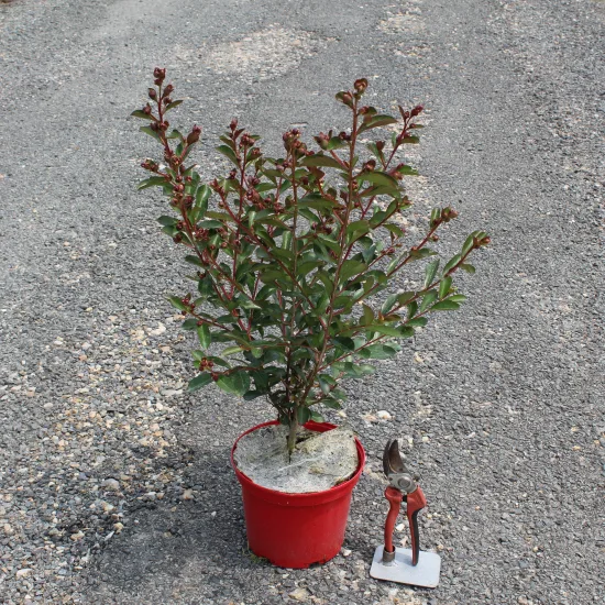 Lilas des indes 'Terrasse rouge'