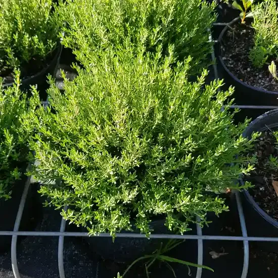 Thymus vulgaris