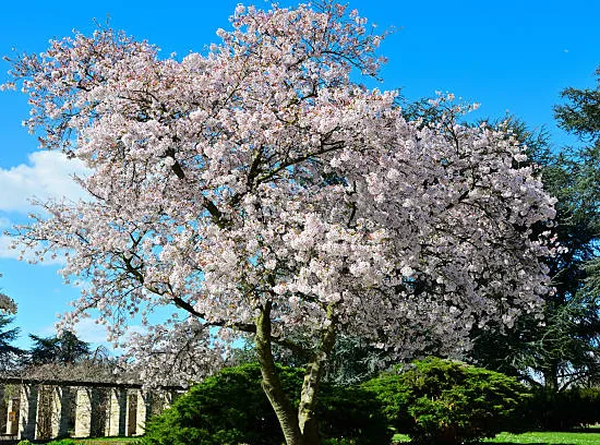 Cerisier du japon 'Accolade'