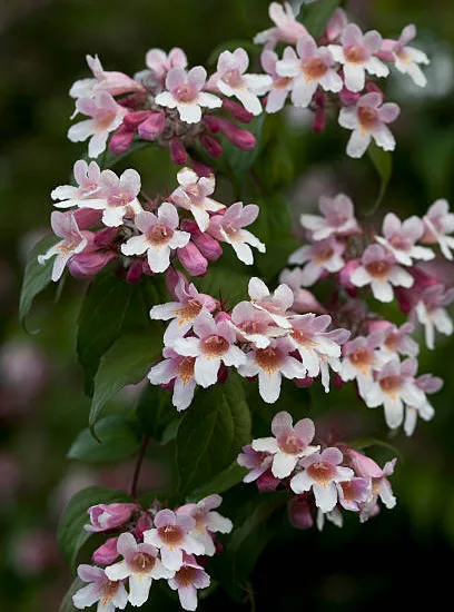 Buisson de beauté 'Pink cloud'
