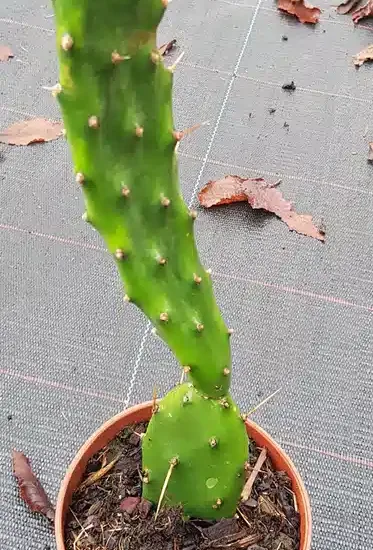 Oponce elatior