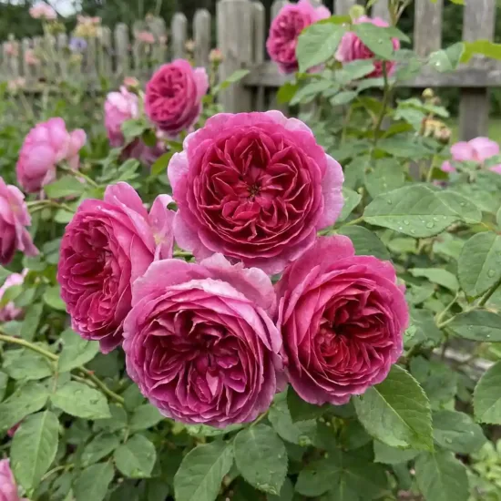 Rosier 'Gabriel oak '