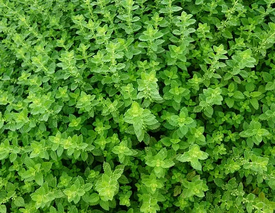 Thymus vulgaris