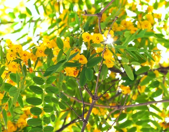 Tipuana Tipu