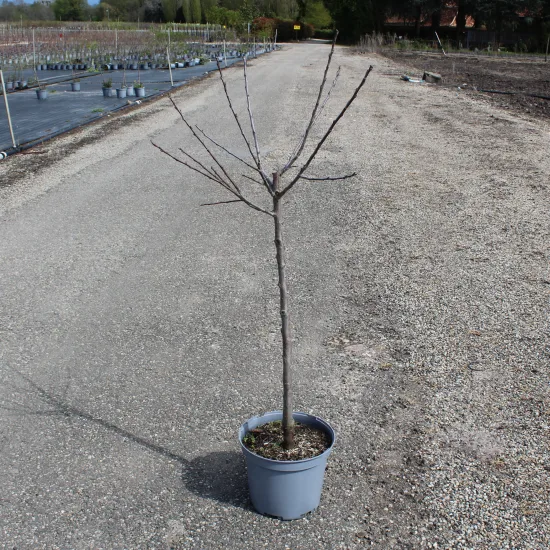 Prunier 'Reine claude doree'