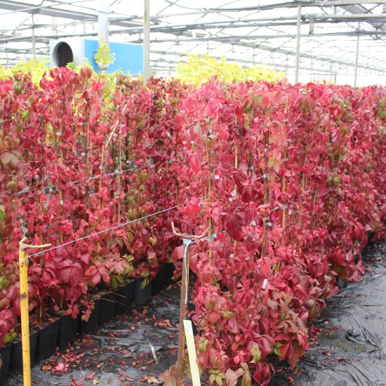 Vigne vierge 'Engelmannii'
