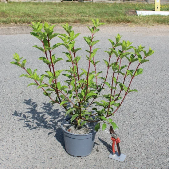 Hortensia paniculé 'Sundae fraise'