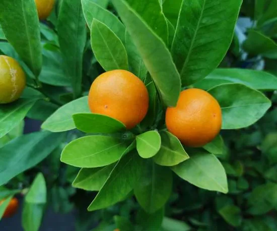 Calamondin