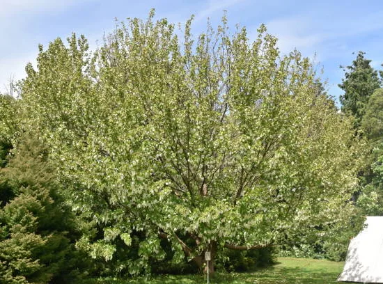 Arbre aux mouchoirs