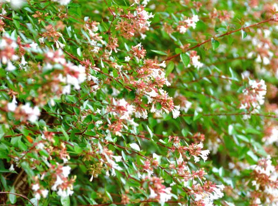 Abelia à grandes fleurs