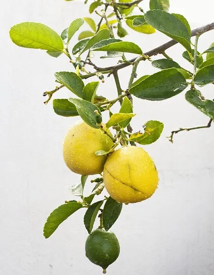 Citrus limon 'Eureka'