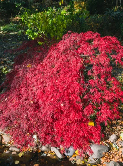 Érable du japon 'Dissectum ornatum'