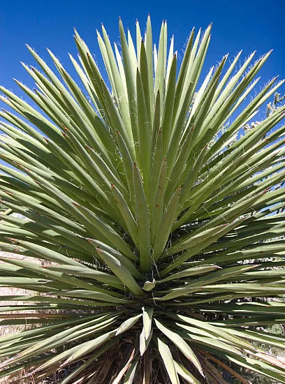 Yucca bleu