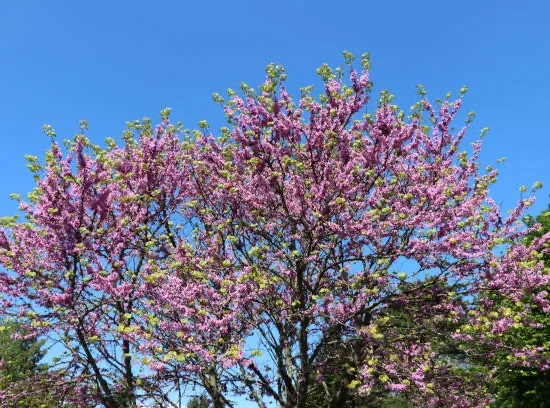 Arbre de Judée