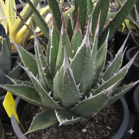 Agave  purpusorum