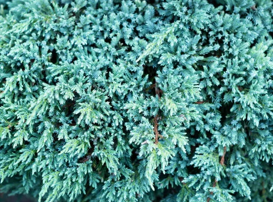 Genévrier écailleux 'Blue Carpet'