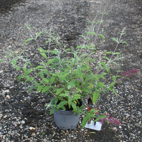 Arbre aux papillons 'delight rose'