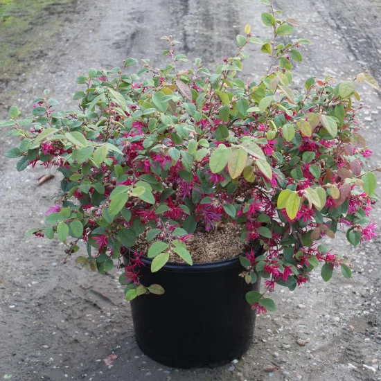 Loropétale de chine 'Blush'