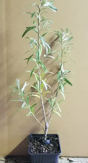 Argousier 'Friesdorfer orange ⚥'