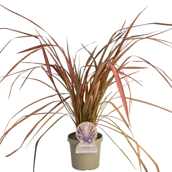 Lin de nouvelle-zélande 'Pink blush'