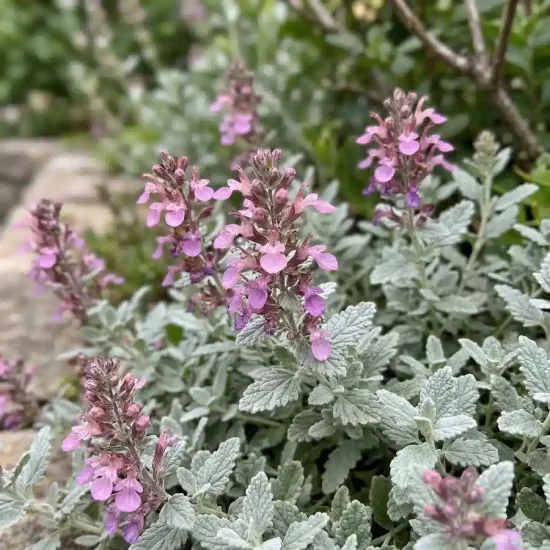 Teucrium