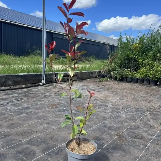 Photinia 'Red robin'