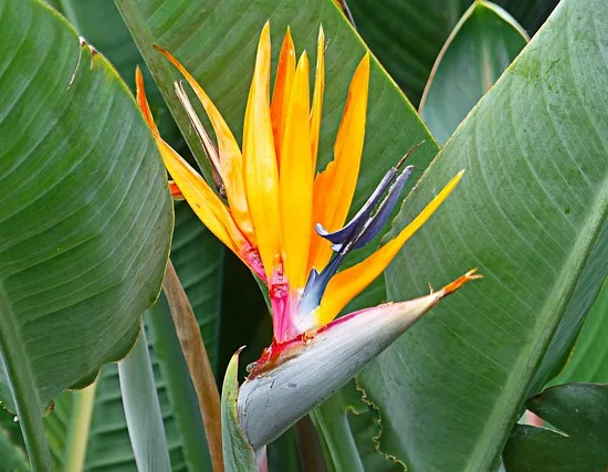 Oiseau de Paradis géant