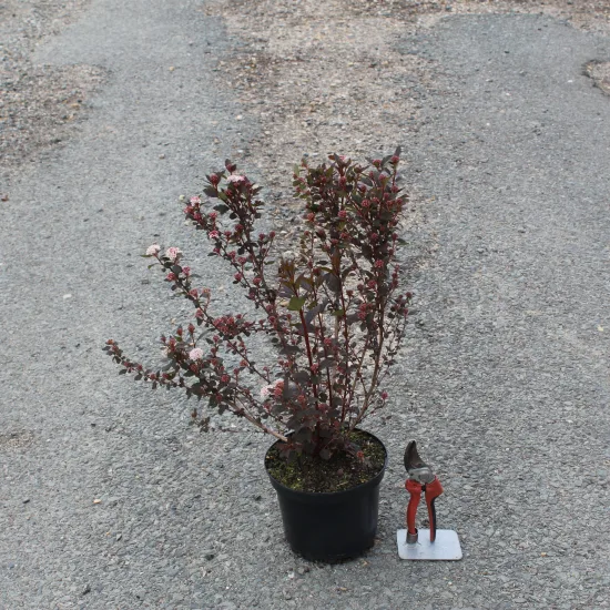 Physocarpe 'Little jocker'