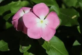 Vinca major, Grande Pervenche verte