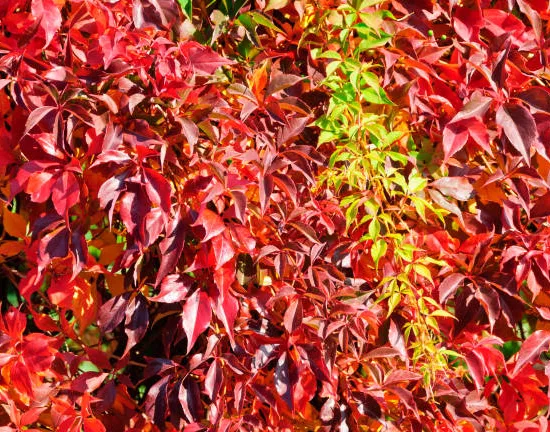 Vigne vierge 'Engelmannii'